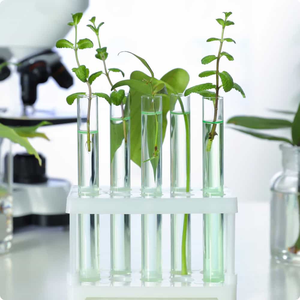 Image of plants in a lab.